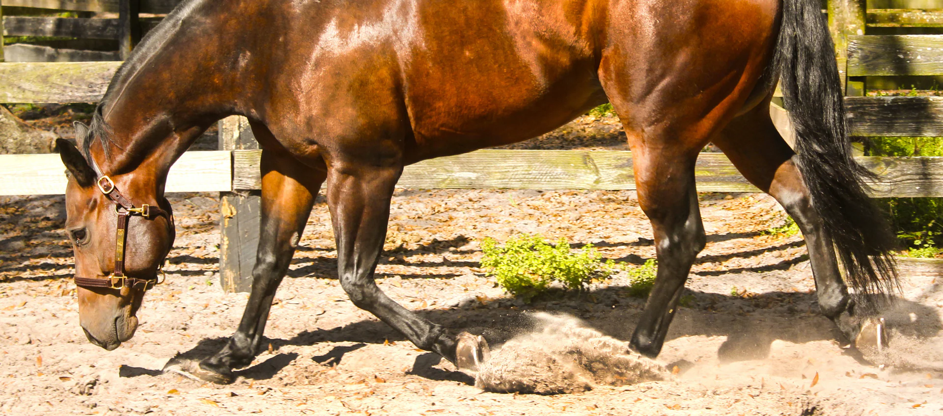 The Horse Lover's Candy Store